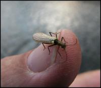 Bifogad bild: norge2010augusti860.jpg